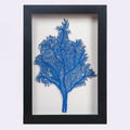 Framed Abyss Petite